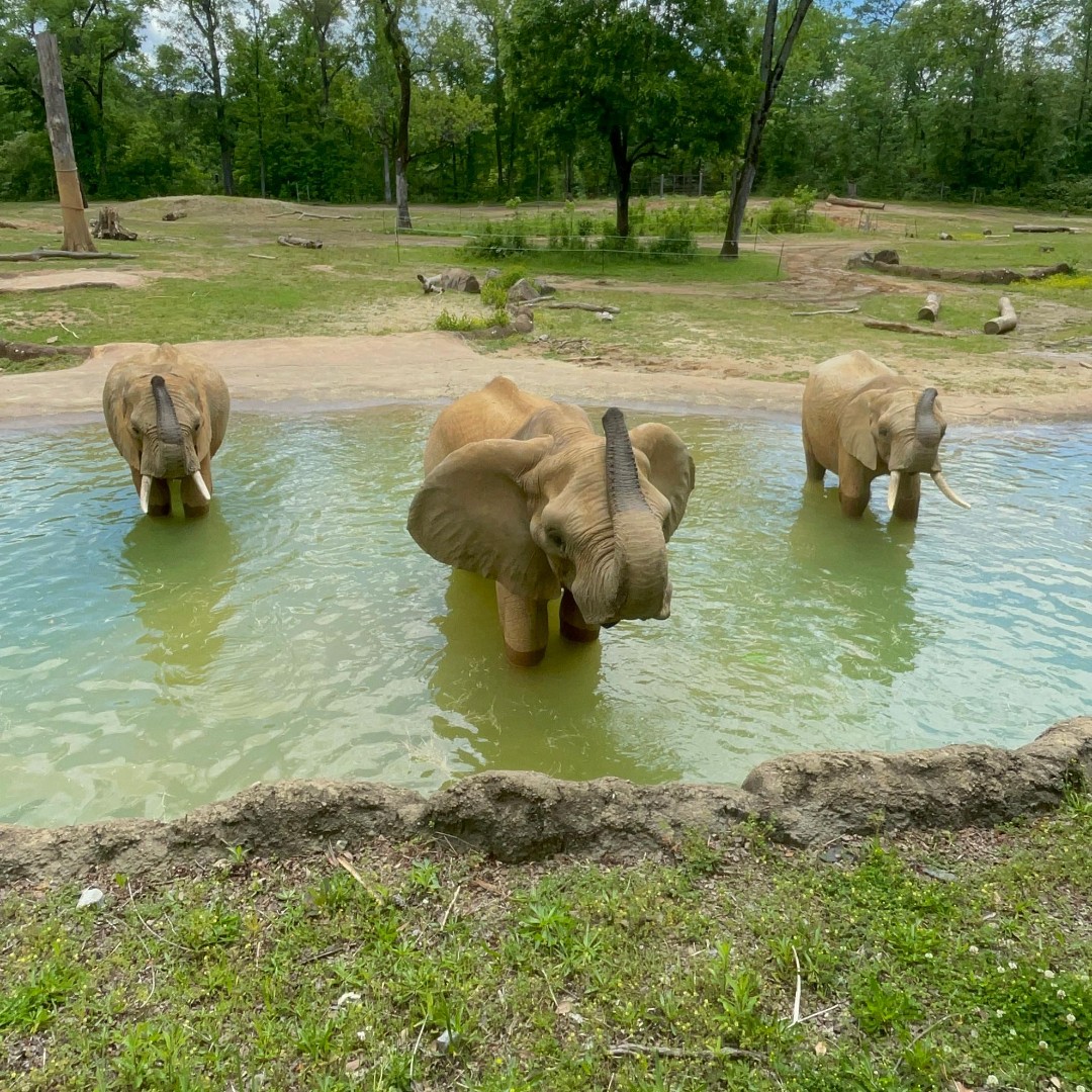 BirminghamZoo's tweet photo. 🐘Raise your trunk if you're excited about the weekend!
⏰ Wednesday - Sunday, 9:00 AM - 5:00 PM | *Hours subject to change for events or inclement weather.
#BhamZoo #BirminghamAL #MagicCity #ThisisBham #BhamLife #aza #AssociationsofZoosandAquariums https://t.co/Yp2woBkKxz