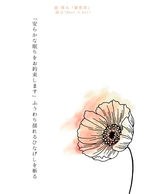 題:鶯丸 『雛罌粟(ひなげし)』   #刀剣短歌