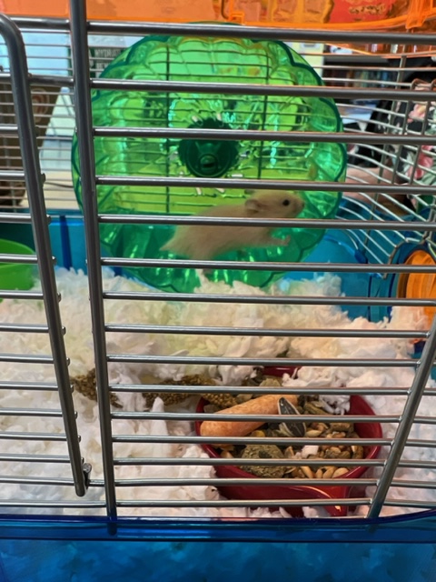 Mrs. Okken tweet media