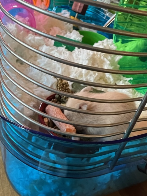 Mrs. Okken tweet media