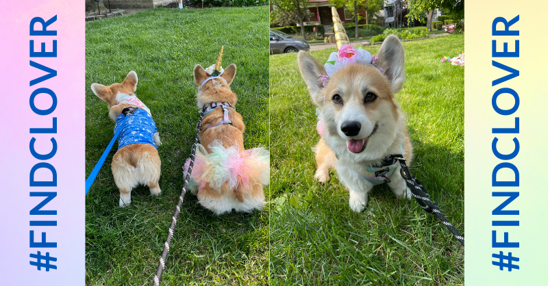 Make-A-Wish OKI tweet media