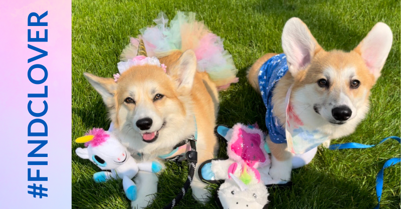 Carmen and Cooper are jazzed for tonight's big surprise for Mya! 14/10 would cuddle these fluffy little unicorns 🦄🍞 we think @dog_rates would agree. 🧁 Stay tuned for tonight's announcement & send Clover clues to oki.wish.org/findclover #FindClover #MakeAWish #WeRateDogs