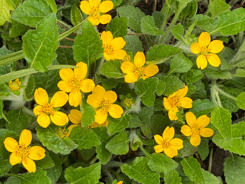 longwoodgardens's tweet photo. One way to support biodiversity is by planting #NativePlants. Find out more 👉 https://t.co/2n5dhpWIlc

🌼 Green and gold (Chrysogonum virginianum)
🌸 Native columbine (Aquilegia canadensis) 
⚪️ Black cohosh (Actea racemosa)
🌿 Sensitive fern (Onoclea sensibilis) https://t.co/SaWntOMxoK