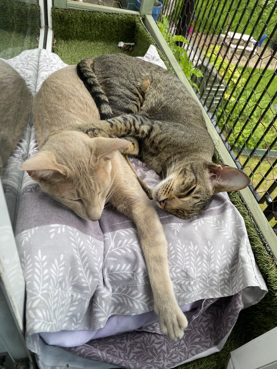 Ahsoka_Butters's tweet photo. I got in from work and found the kittos napping on the catio! Bless em! Itโs raining now though, so now theyโre scrapping in the living room ๐๐คญ #AhsokaandButters #orientalshorthaircats #nappingcats #CatsOfTwitter #CatsOnTwitter https://t.co/HuPVCT9Nui