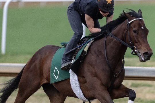 🌞Nice to have professional shots of our morning works- with <a href="/torychad13/">T.C. Stevens</a> 📸@DpdPhotog and solo on Bill Mott’s horse 
📸<a href="/beebuckphoto/">Bee Buck</a>