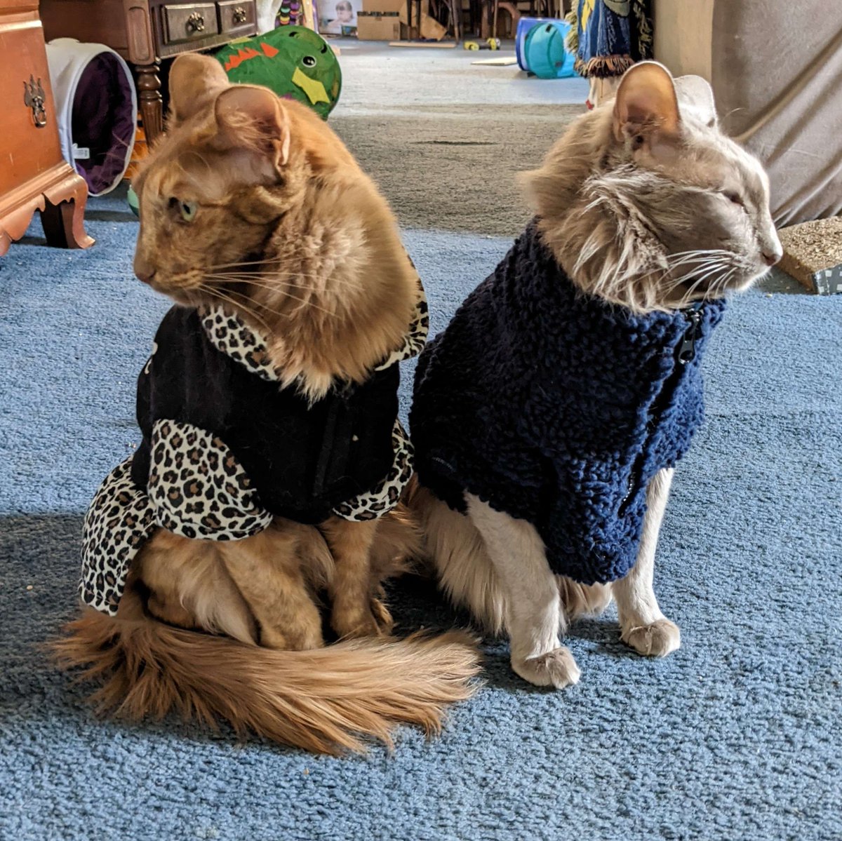 cooperandmaple's tweet photo. They refuse to make eye contact https://t.co/oCkn3ypkyZ