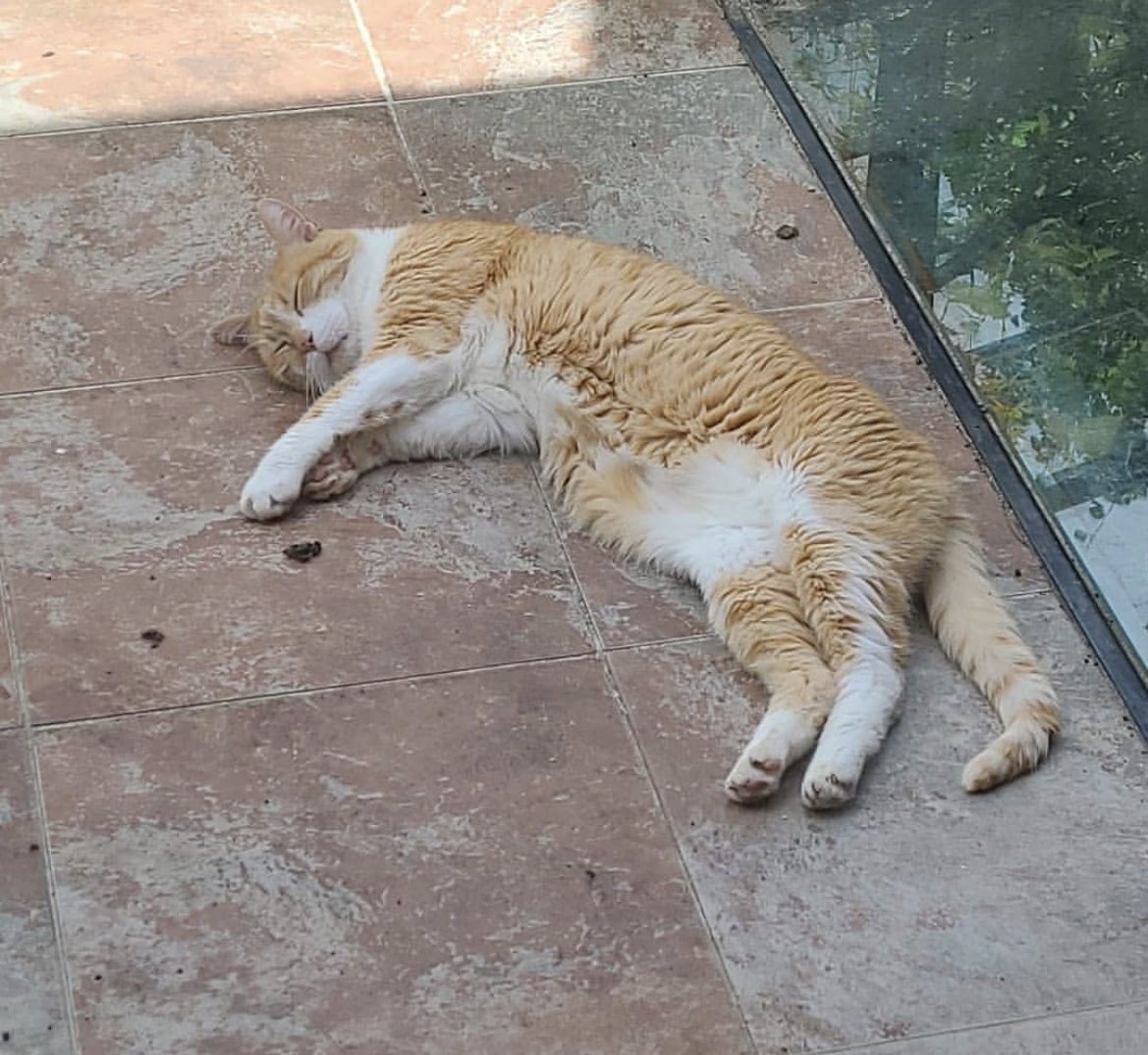 maciu22's tweet image. Hoy es uno de los dias mas tristes de mi vida, si no el que más. Se ha ido mi gato, al que he amado por 14 largos años. Estoy completamente destrozado y jamas me recuperare de este dolor. Nada va a llenar este vacío, te he amado, te amo y te amare por siempre.
Hasta pronto prenda