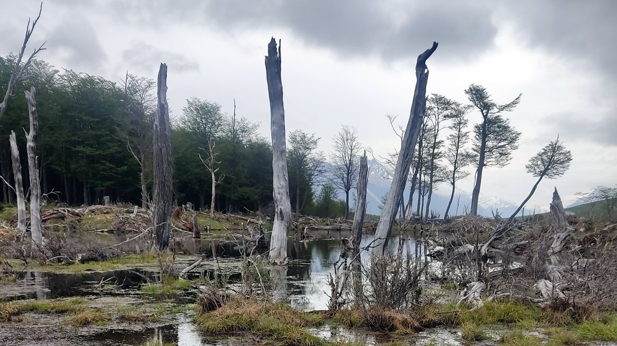 mauric51180's tweet image. Buen viernes!! Si hiciste este trekking seguro te acordás
#ushuaia2023 #otoño #patagonia #trekking #viajeros #ecoturismo #mochileros #viajero #turistas #viajando #destinos #viagemeturismo #viajarepreciso #agenciadeviajes