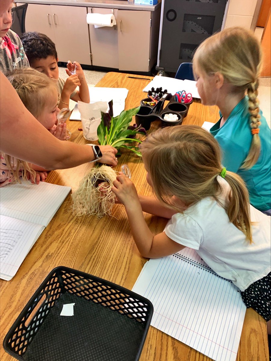 Lani_DeLallo's tweet photo. K Ss @ChestateeES asked ?s, drew models, & constructed arguments about caring for calla lilies. Their investigation included comparing flower parts w/ measurable attributes (KMD2) & identifying rhymes (KRF2a) in a poem. #ScienceISInterdisciplinary #ScientificLiteracy #fcsscience https://t.co/p6mjTmoIN4