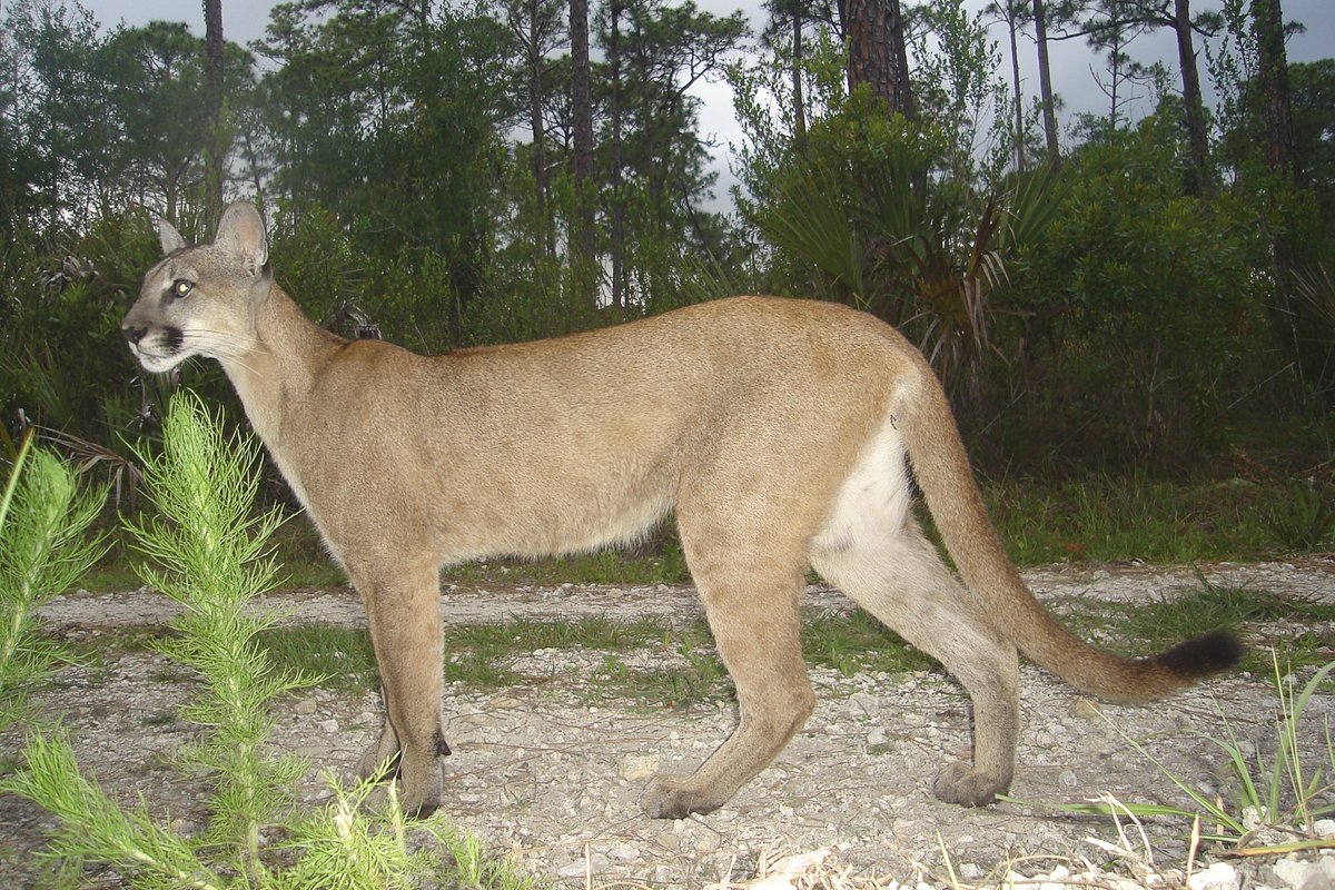 Several endangered species, such as the Florida panther, gopher tortoise, indigo snake, & red-cockaded woodpecker, prefer habitat enhanced by #goodfire. #Rxfire is the 🔑 to building the road to recovery for fire-adapted plants & animals. #EndangeredSpeciesDay 

📸 USFWS & ARNG