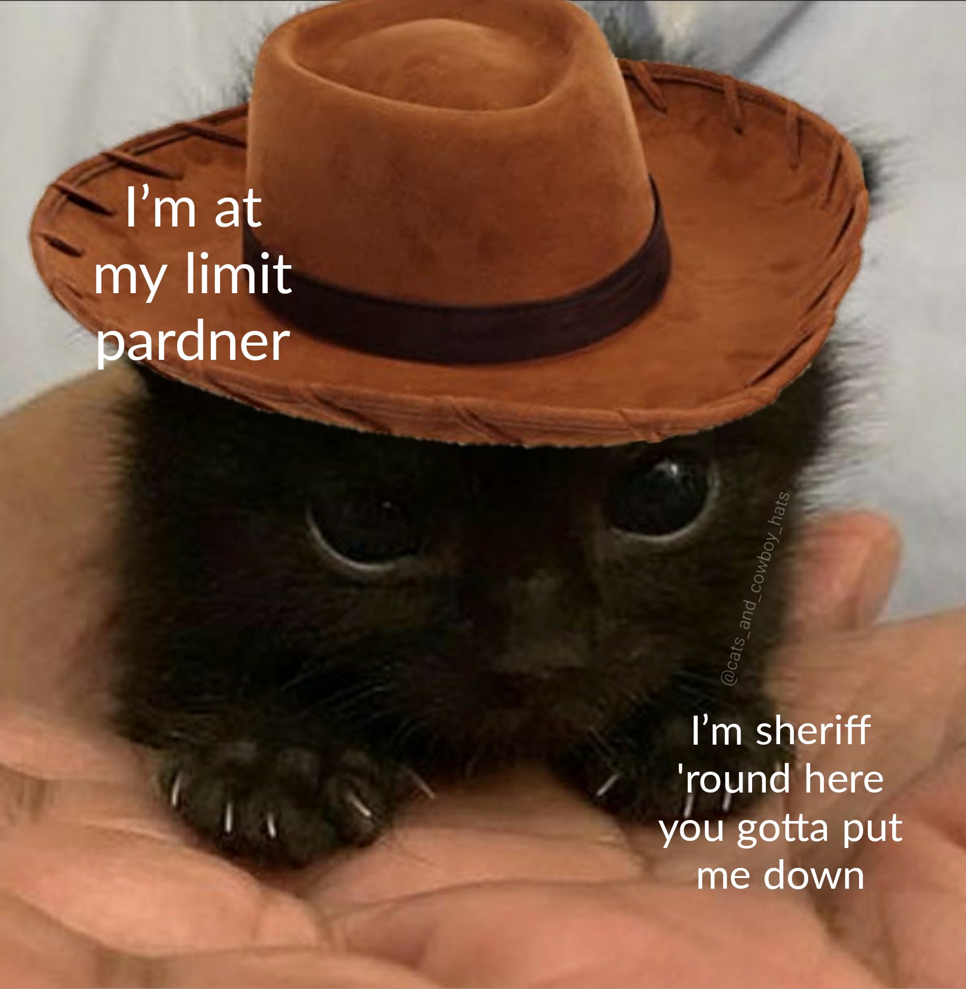 Cats And Cowboy Hats (@Cowboycats) / Twitter