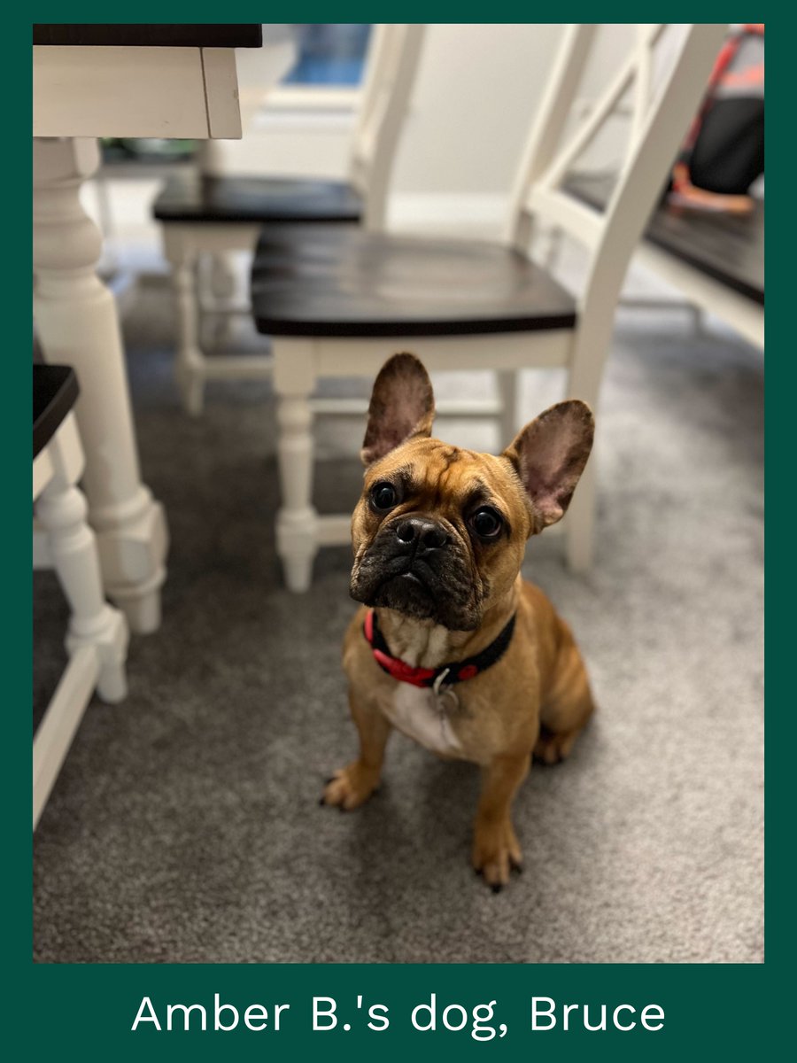 CengageLearning's tweet image. Last week, members of our Milady team celebrated #NationalPetWeek by sharing photos of their furry co-workers via Slack. Check them out below! #petsatwork #companyculture