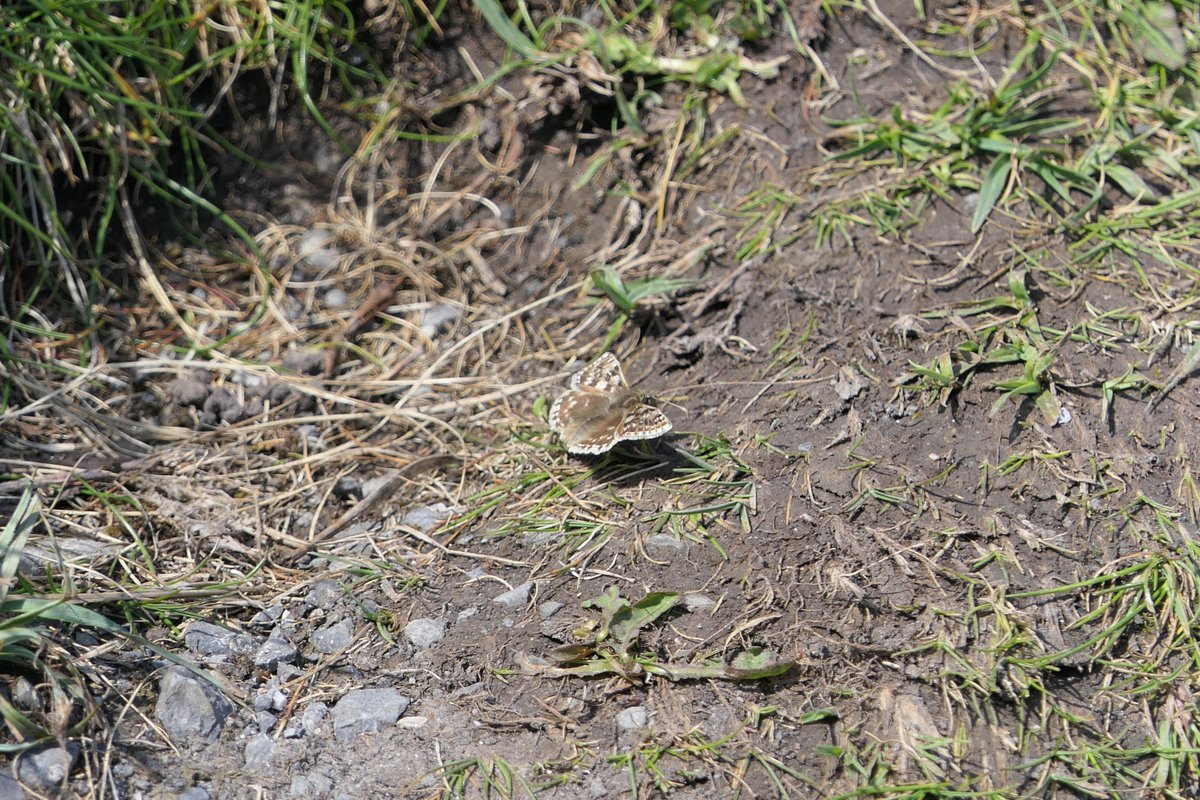 ATUConsBehav's tweet photo. Butterfly highlights from our field course on Inis Mor this week. Wall (Lasiommata megera), Small Blue (Cupido minimus) and Dingy Skipper (Erynnis tages). The Wall and Small Blue are classified as Endangered, and the Dingy Skipper as Near Threatened on the Irish Red List. https://t.co/EoW3hZFCA8