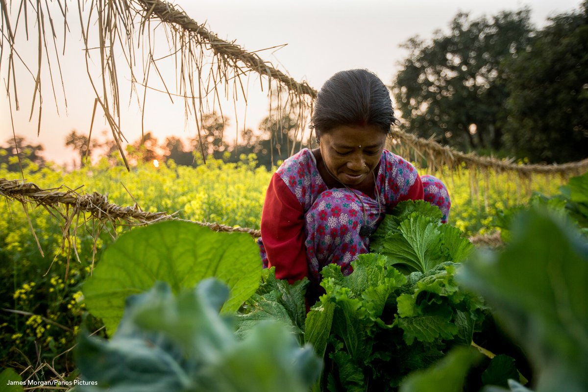 IFPRI (@ifpri) on Twitter photo 🌱 #NowReading: "A #OneHealth Approach to #PlantHealth" by <a href="/IFPRI/">IFPRI</a>'s <a href="/VivianHoffwoman/">Vivian Hoffmann</a> & colleagues.
📝Check out the #OpenAccess paper: doi.org/10.1186/s43170…
<a href="/BirthePaul/">Birthe Paul</a> <a href="/ArshneeM/">Arshnee Moodley</a> <a href="/NRamankutty/">Navin Ramankutty</a> <a href="/DjouakaRousseau/">Rousseau Djouaka</a> <a href="/ncdehaan/">Nicoline de Haan</a> <a href="/peterballantyne/">peterballantyne</a> <a href="/JeffWaage/">Jeff Waage</a> <a href="/IITA_CGIAR/">IITA</a> <a href="/ILRI/">ILRI.org</a> <a href="/CGIAR/">CGIAR</a> 🌱 #NowReading: "A #OneHealth Approach to #PlantHealth" by <a href="/IFPRI/">IFPRI</a>'s <a href="/VivianHoffwoman/">Vivian Hoffmann</a> & colleagues.
📝Check out the #OpenAccess paper: doi.org/10.1186/s43170…
<a href="/BirthePaul/">Birthe Paul</a> <a href="/ArshneeM/">Arshnee Moodley</a> <a href="/NRamankutty/">Navin Ramankutty</a> <a href="/DjouakaRousseau/">Rousseau Djouaka</a> <a href="/ncdehaan/">Nicoline de Haan</a> <a href="/peterballantyne/">peterballantyne</a> <a href="/JeffWaage/">Jeff Waage</a> <a href="/IITA_CGIAR/">IITA</a> <a href="/ILRI/">ILRI.org</a> <a href="/CGIAR/">CGIAR</a>
