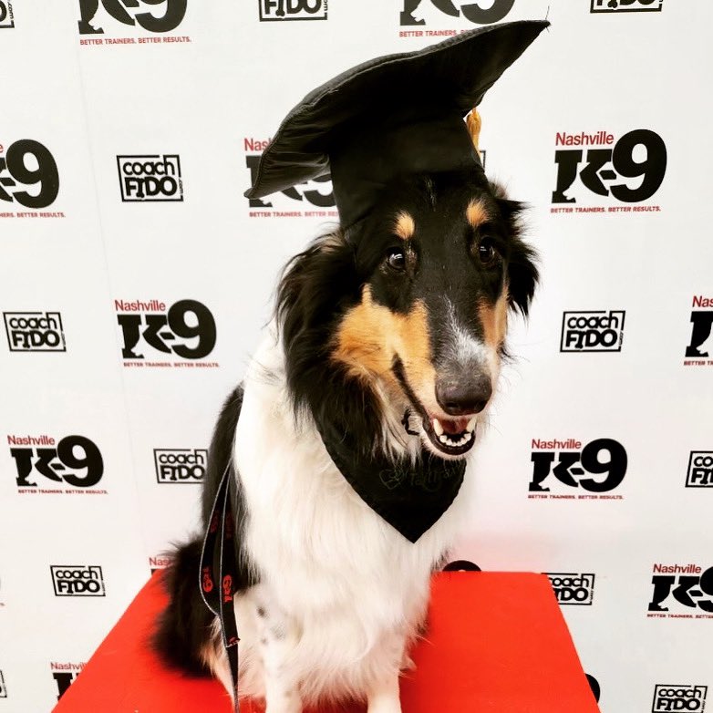 Congratulations, Maisie! You graduated!! 

#collie #dogtraining #nashville #nashvilledogtraining  #obedience #nashvilledogtrainer #positivereinforcement #clickertraining #agility #behavior #bettertrainers #betterresults #NashvilleK9