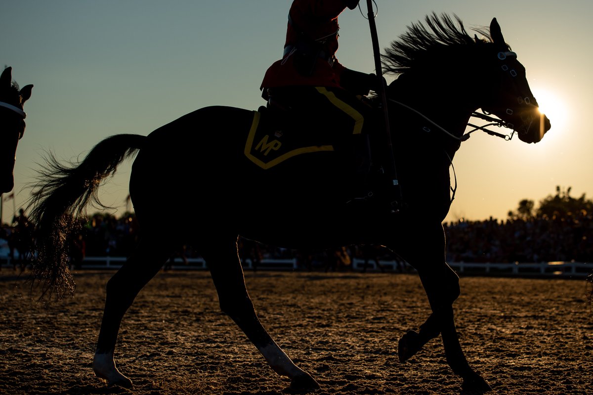 Vous connaissez l'activité préférée du #Carrousel? Monter sur scène! Venez voir son spectacle pendant les Cérémonies du crépuscule canadien au Centre du Carrousel à Ottawa, présenté à compter de ce soir. Info : rcmp-grc.gc.ca/corporate-orga…