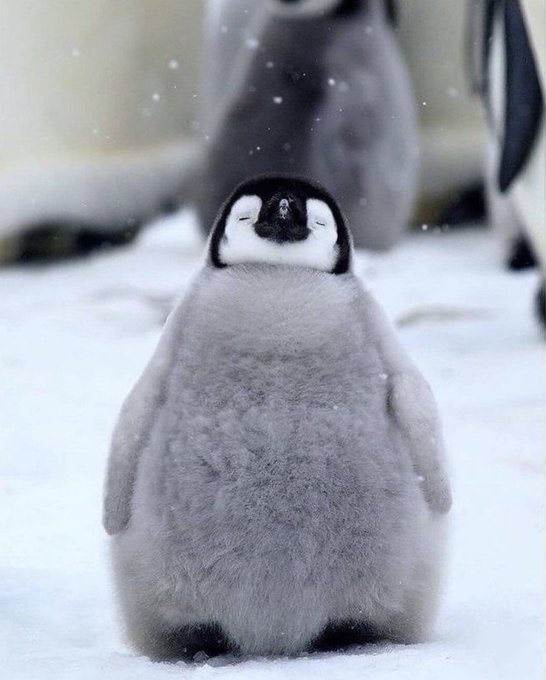 Baby penguin sleeping while standing is cute