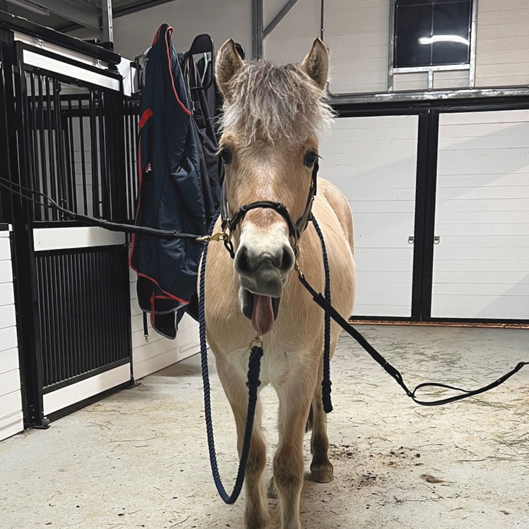 RammFence's tweet photo. Friday Mood #horse #farmlife #lifeisgood #RAMMfence https://t.co/e6jUtp2s8z