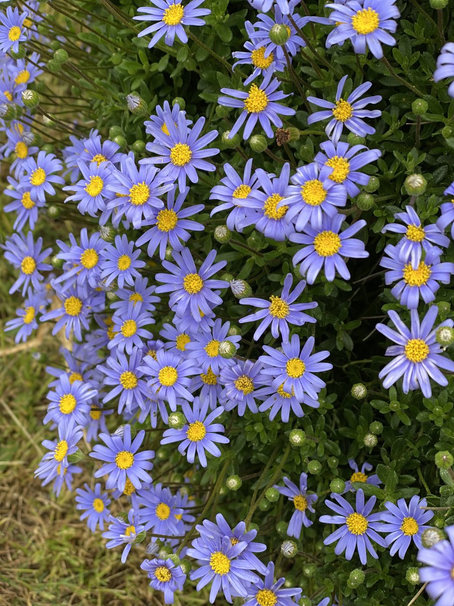 Murmurations Journal tweet media