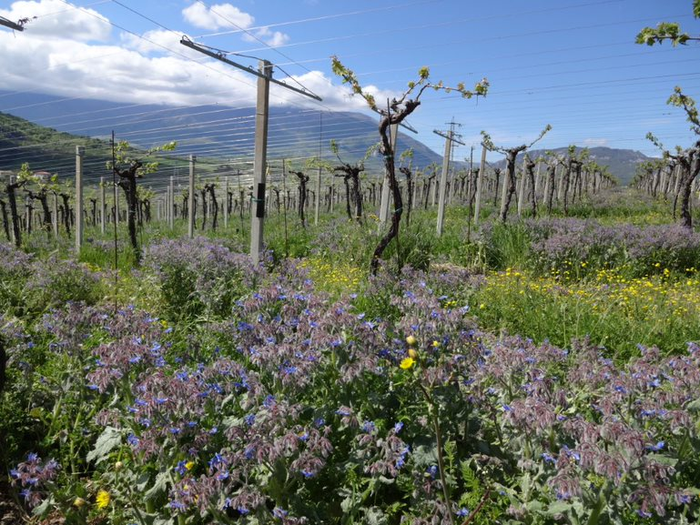 'Deep dive into Soave with Michael Palij MW – Friday 26th May'
The Consorzio of Soave have asked Michael to present a Masterclass at @67PallMall, highlighting some of their top producers, including our very own <a href="/Inama/">Ponte Vedra Real Estate</a>. Certainly not one to miss.