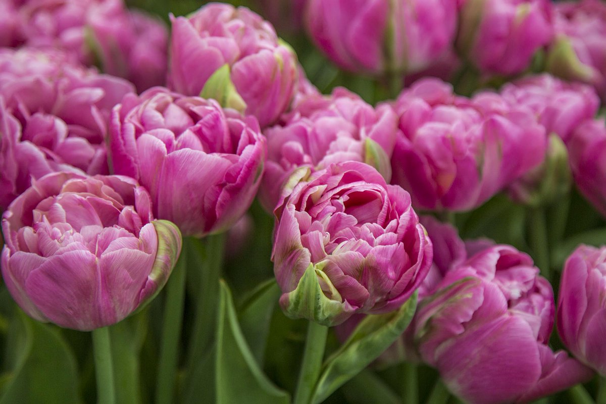 Happy Friday, almost the weekend... 
Sharing my love for tulips💗🌷🌷
Very much looking forward to visiting @The_RHS #ChelseaFlowerShow next week!

#ThePhotoHour #GardeningTwitter #gardenideas #tulips #flowersmakemehappy