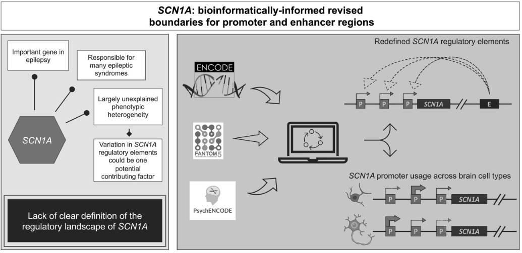 SCN1A: bioinformatically informed revised boundaries for promoter and enhancer regions doi.org/10.1093/hmg/dd…