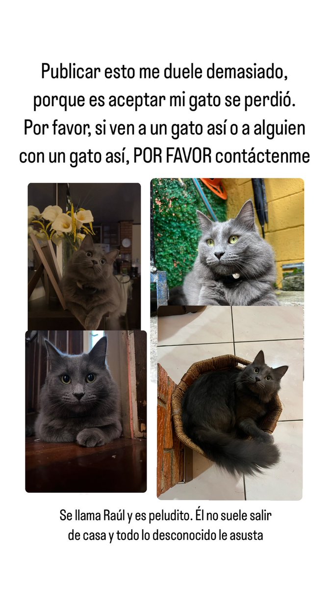 POR FAVOR si saben algo contáctenme. Me voy a morir sin mi gato. 
Se perdió en escazu centro