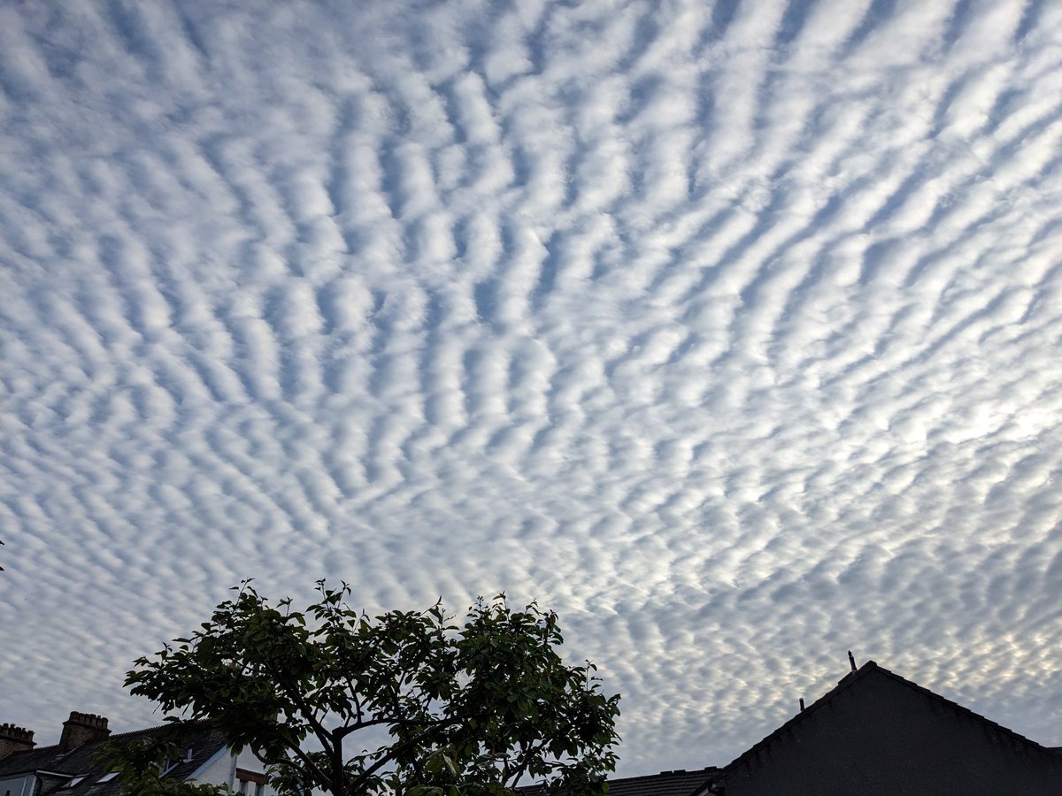 Blue Bolero 🏴 tweet media