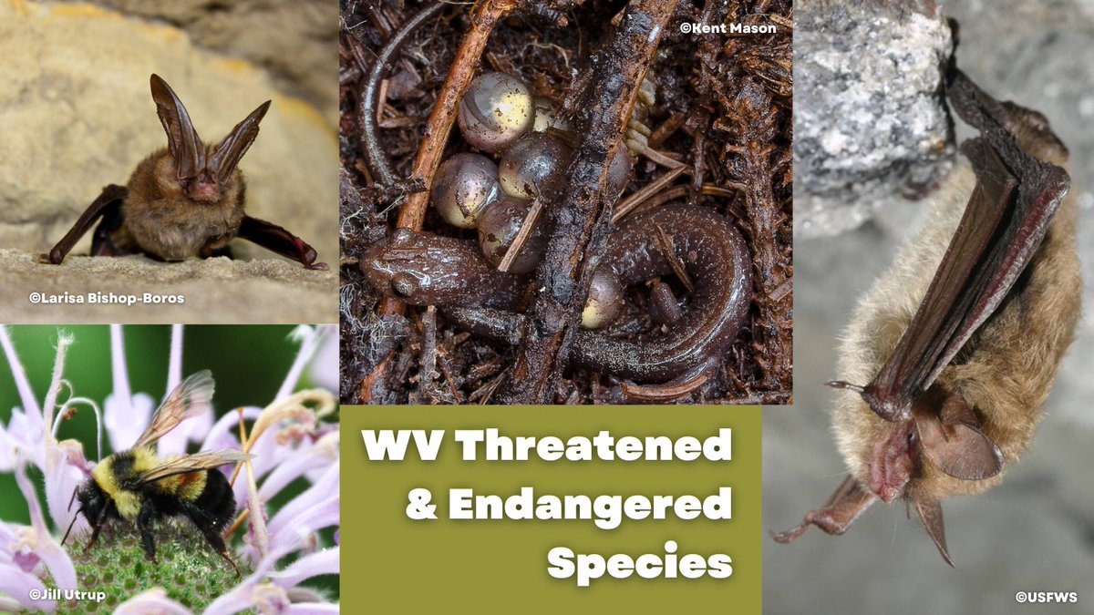 We are celebrating Endangered Species Day with a collage of Threatened &amp; Endangered species from the Blackwater River Watershed. 

Viginia Big-Eared Bat
Cheat Mountain Salamander
Northern Long-Eared Bat
Rusty-Patched Bumble Bee

#gettuckered #endangeredspeciesday2023