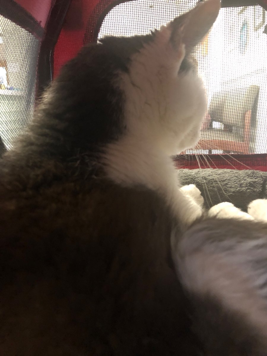 I haven’t been feeling very good so Mom and Dad brought me to the Doctor (Vet) at VCA Alexandria to get checked on.  So now I’m just hanging out in the waiting room checking out the other critters.