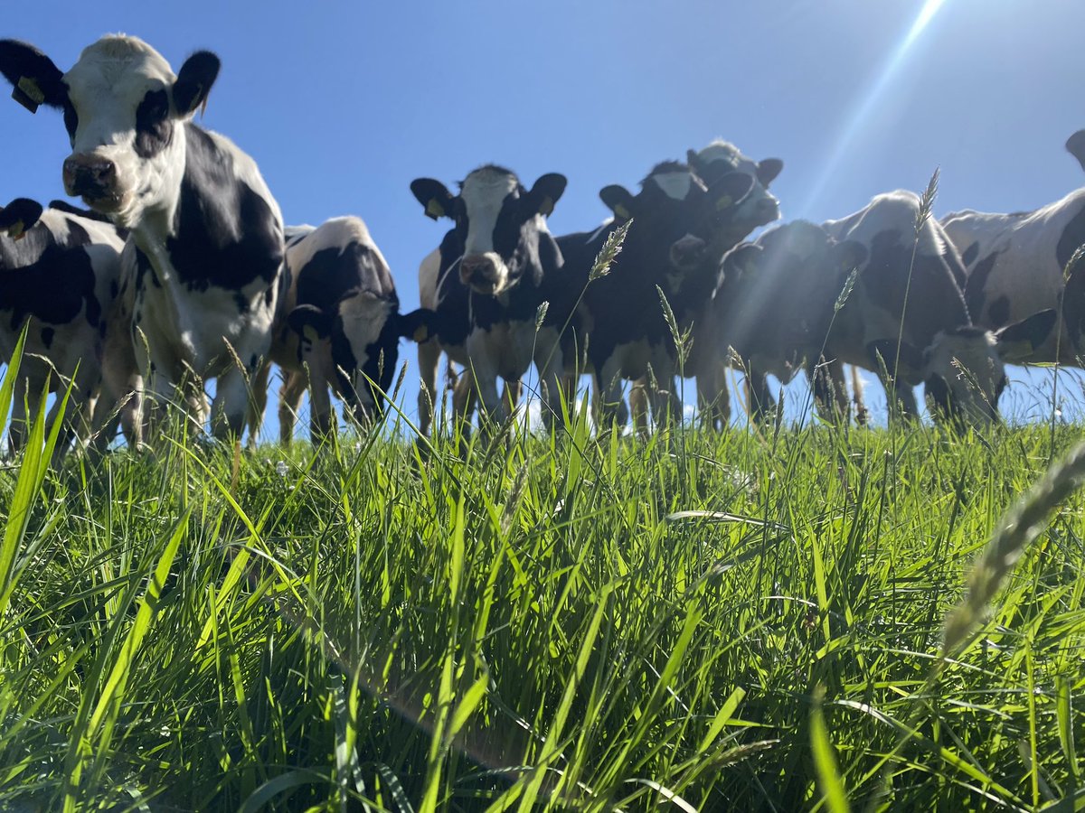 sarah97howells's tweet photo. Girls enjoying the sunshine! ☀️🐄 #dairyfarm #teamdairy #sunshine https://t.co/sji1pfL0Wp