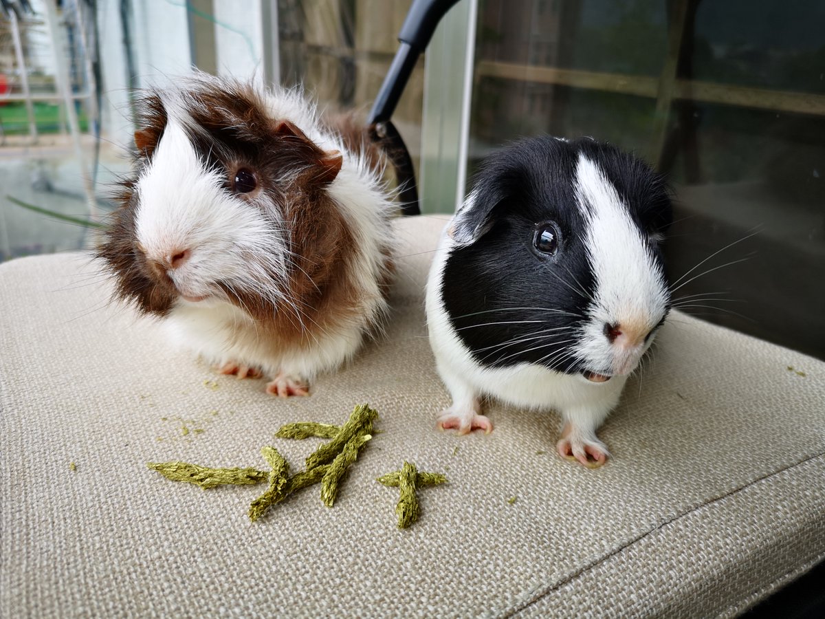 NARFF9's tweet photo. That's it people. That's all the tweets I will ever make. 
For now... 💙
Traveling again soon in June so maybe more photos, idk.
⚡I'm more active on Instagram 📷 (Mostly Stories from when I'm traveling) 
and Twitch 💜 (Every Sunday). ⚡
* Here is my guinea pigs: Piggle &amp; Ori 🐽* https://t.co/VSwlq76ldp