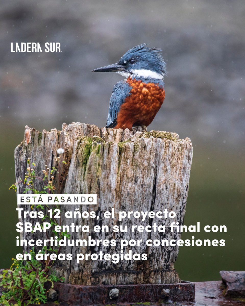 ladera_sur's tweet photo. 📝Después de 12 años, y varios Gobiernos, el debate sobre la creación del Servicio de Biodiversidad y Áreas Protegidas (SBAP), está llegando a su fin. 

Aqui más detalles. 👇🏽

https://t.co/RT4ulvByJs https://t.co/MzN9ekEbue