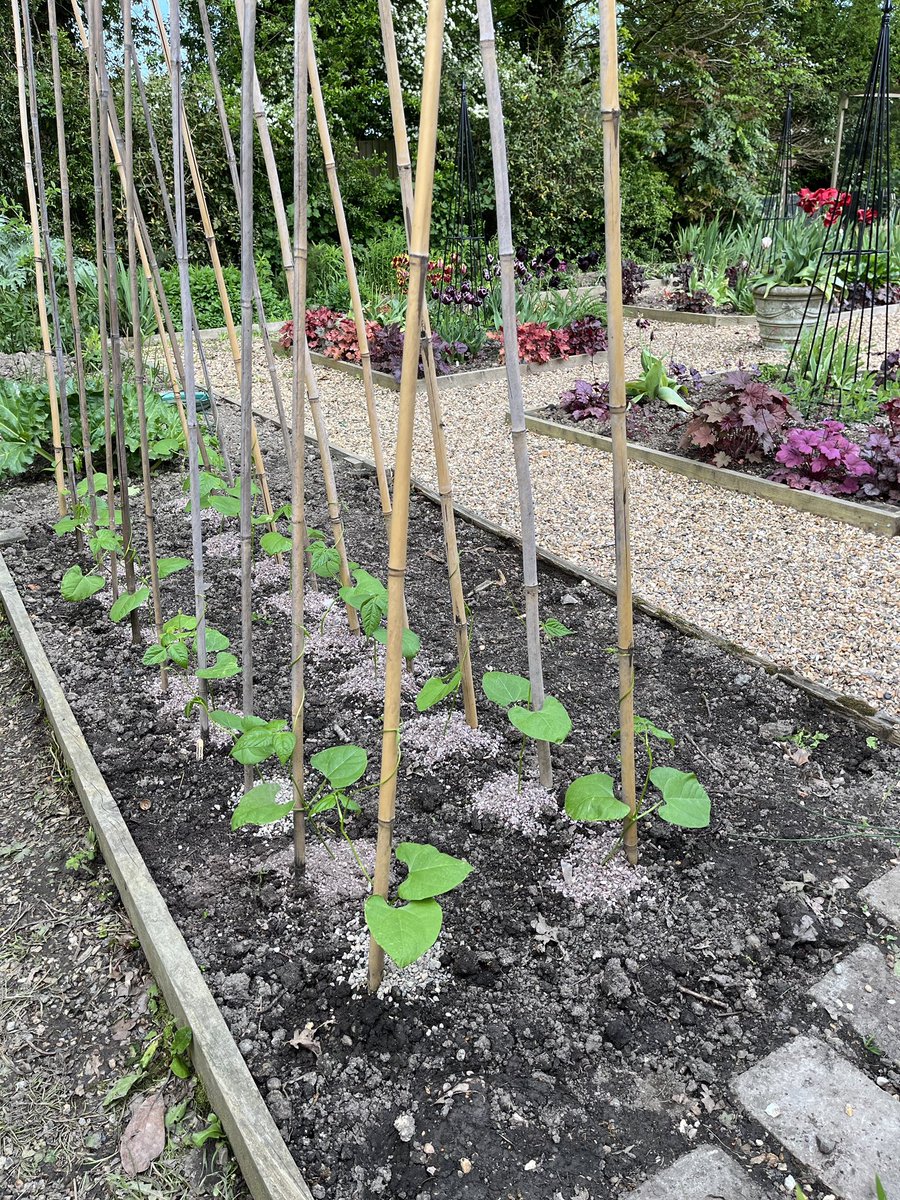Beans all planted out and now gritted to deter slugs 

#GardenersWorld #shoutyhalfhour