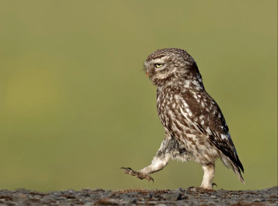 Caption This...🤔Make it good. 🤣

(A wild owl appears to be marching in a very serious manner, Lancashire, U.K., in June 2011.)