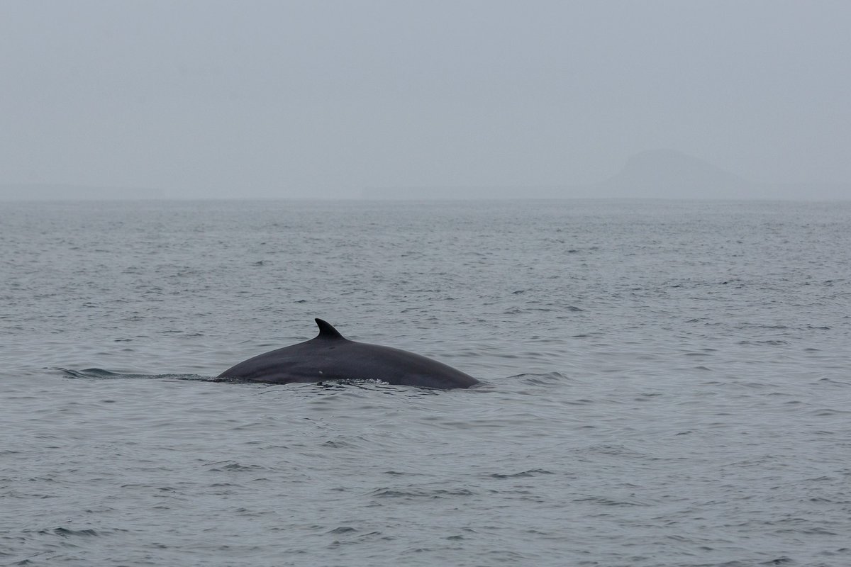Some nice sightings of Minke Whales between #Iona and #Staffa today!