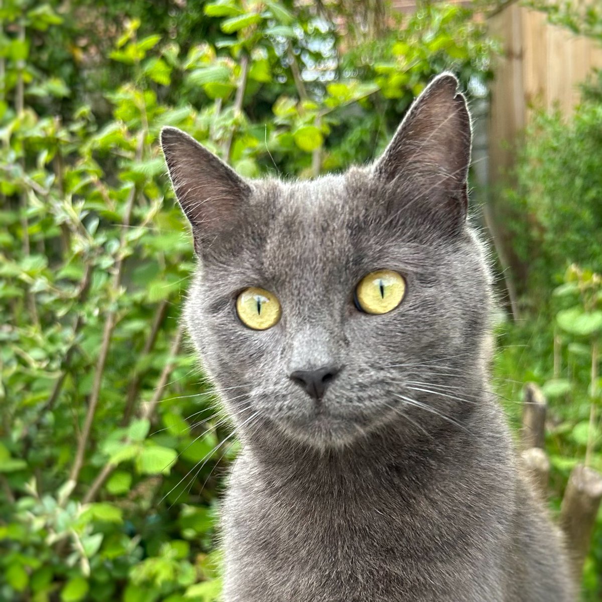 So so gorgeous 😩🐾 #PawprintsforMiles #HomeVisits