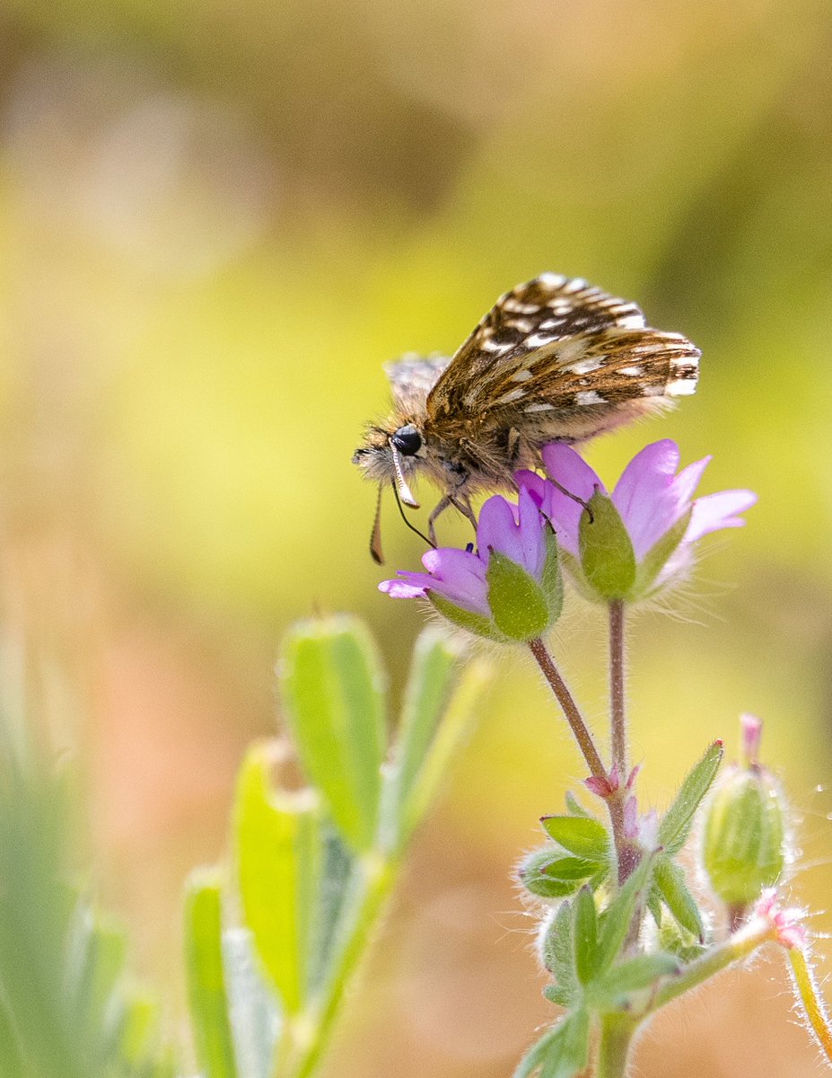 So today I had the pleasure of being asked to survey a new site for #GrizzledSkipper on behalf of BCWM and Croome Estate. 
I’m pleased to say I saw 4 during this afternoon’s sunny spells. 
Good news for these little beauties.
@BC_WestMids @NTCroome