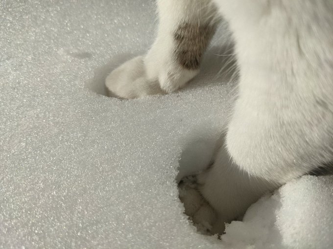 Anna_crosss's tweet photo. touch of snow https://t.co/aZizjsAFoP