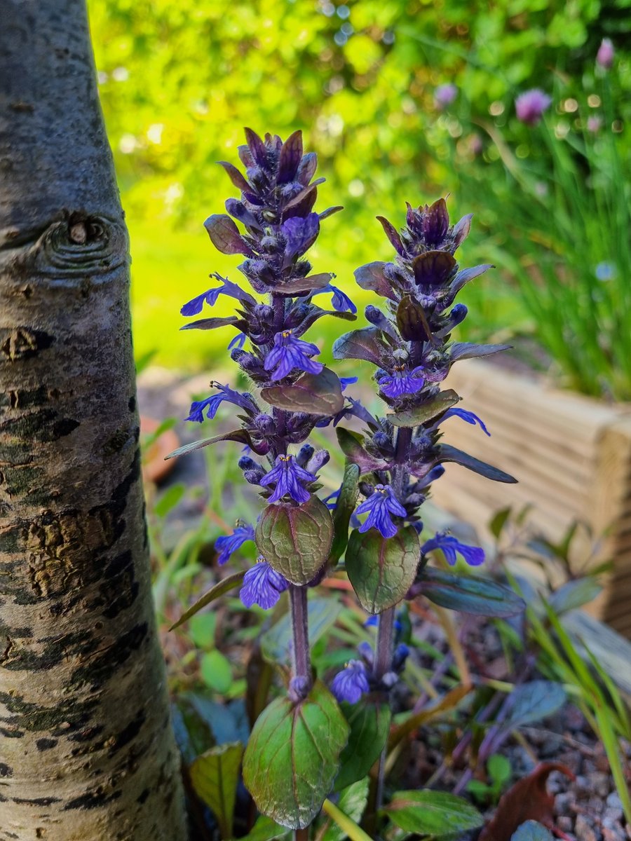 Ajuga in the evening sunshine tonight 💜

#GardeningTwitter #GardenersWorld #FlowersOnFriday