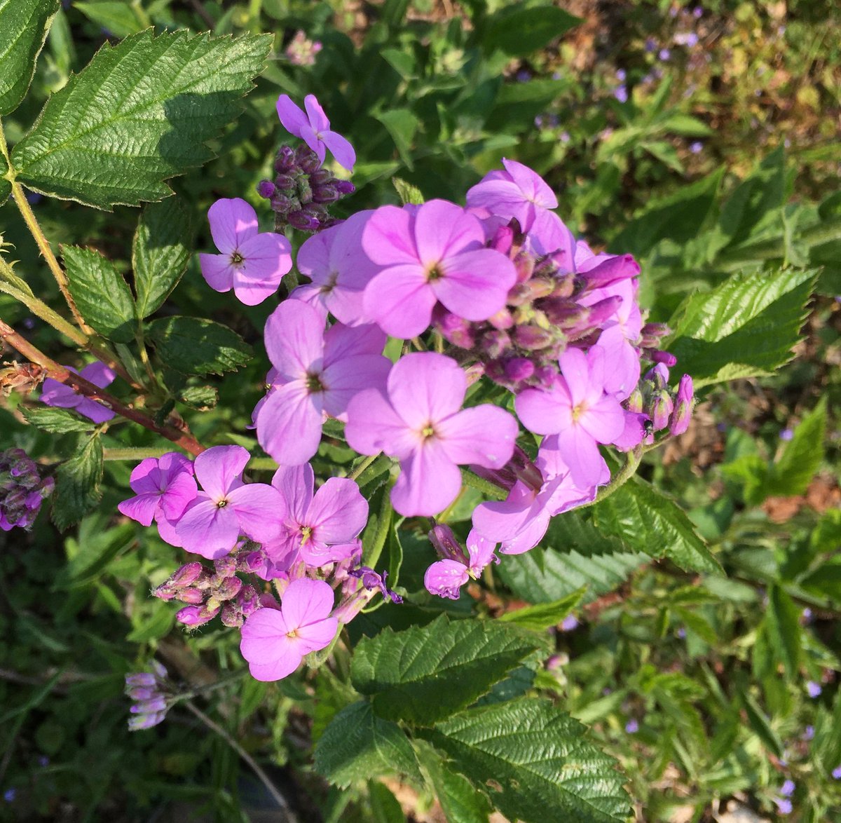 #Phenology Trail - Observations were leaves of increasing size: lots of green on the maple, elm and sycamore trees!
The colorful purple flowers were eye-catching in the orchard area. Dames Rocket is a member of the mustard family. #Pollinators benefit from spring flowers!