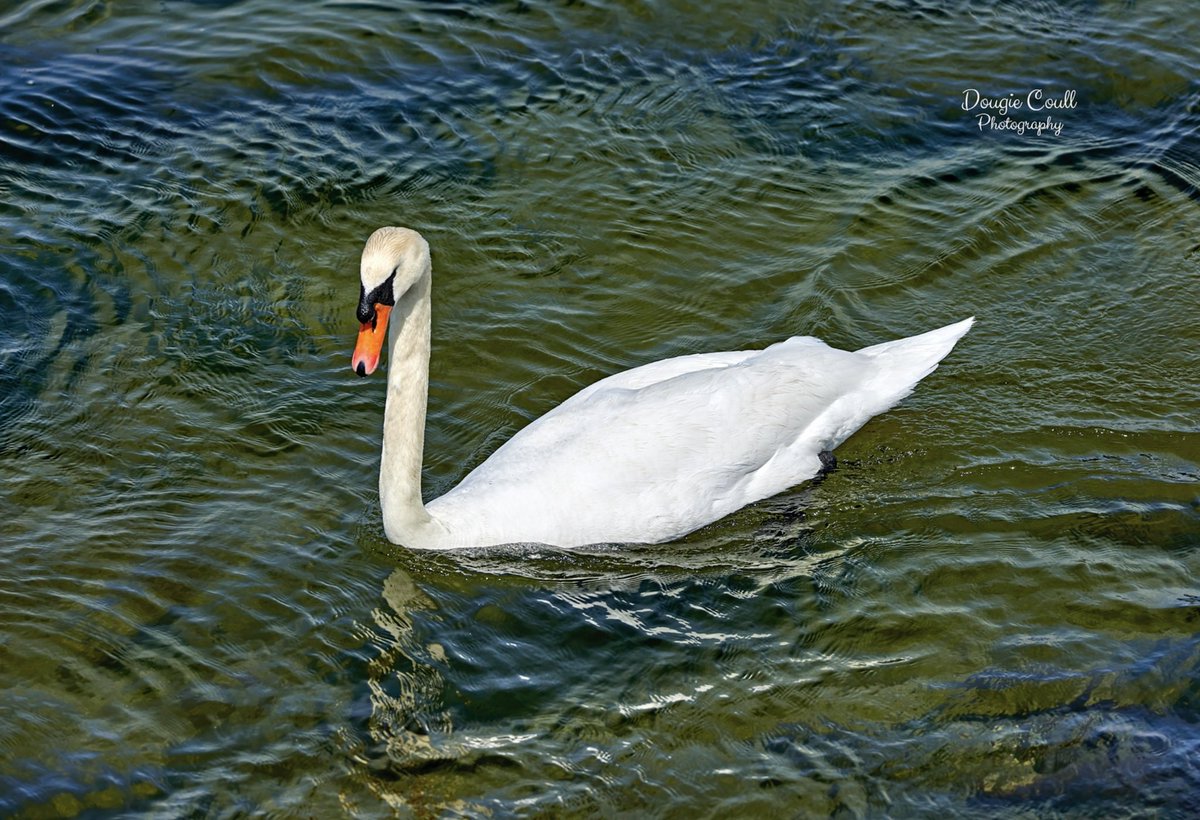 DougieCoullPix's tweet image. Few from today.

#riverclyde #shipsinpics #hmsdefender #navy #RoyalNavy