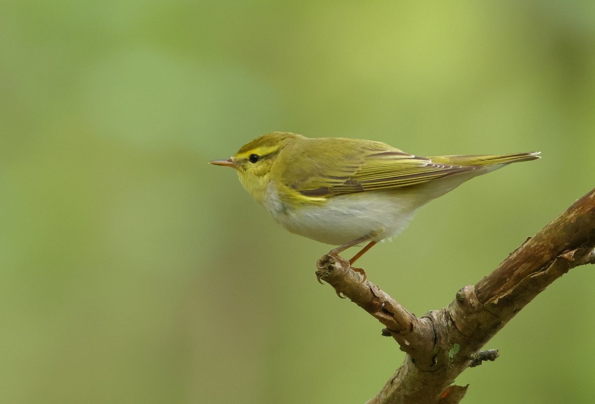 A stunning Wood Warbler,Weardale this pm.