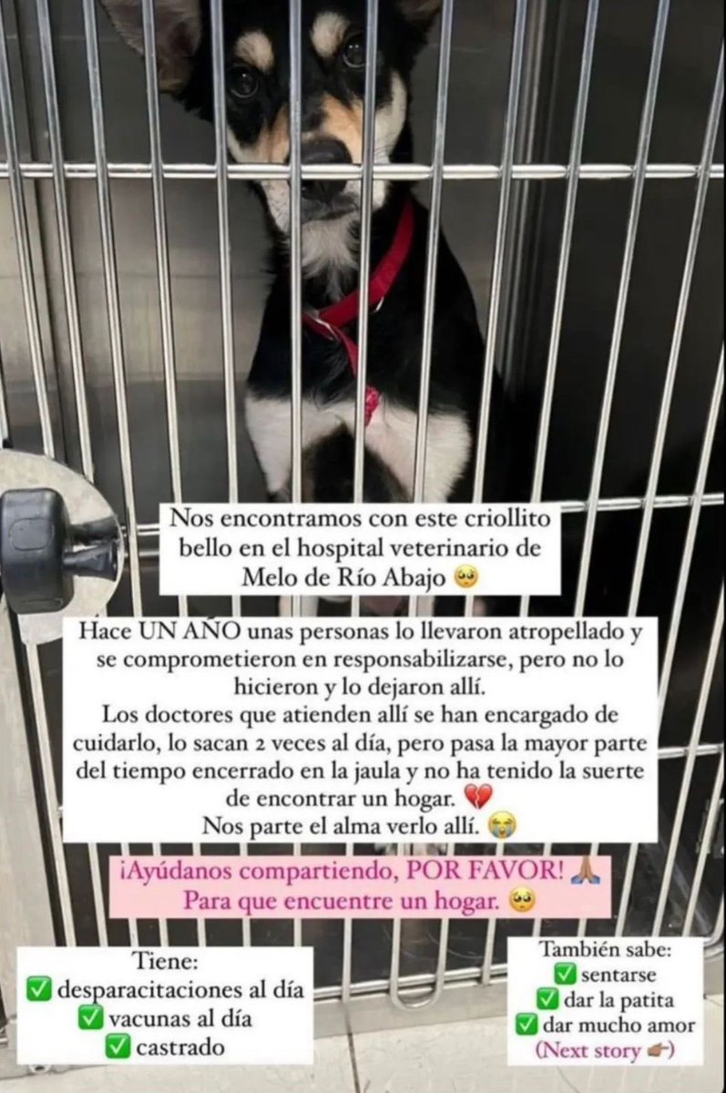 LP19732's tweet photo. Si alguien siente el llamado de la adopción ❤️🙏🏼Vale RT @PatasyPies @PatasPanama @PetsWorldMag @gnacelys @Kimesin22 @heramito @PaolaCerrudB @paolaferrin @ivetteodalys @quinnannette https://t.co/PINb6FgDCk