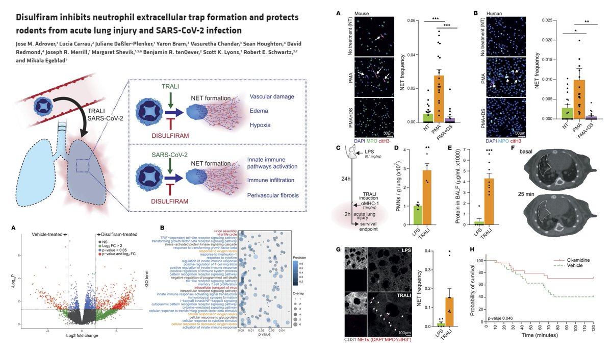 HaoYin20's tweet image. #Disulfiram inhibits #NETosis in mouse transfusion-related acute lung injury &amp;amp; hamster #SARSCOV2 infection

Dr. Mikala Egeblad lab @JCI_insight 2022 @niseto @megeblad
insight.jci.org/articles/view/…

Anyone is trying disulfiram on #Atherosclerosis?😀