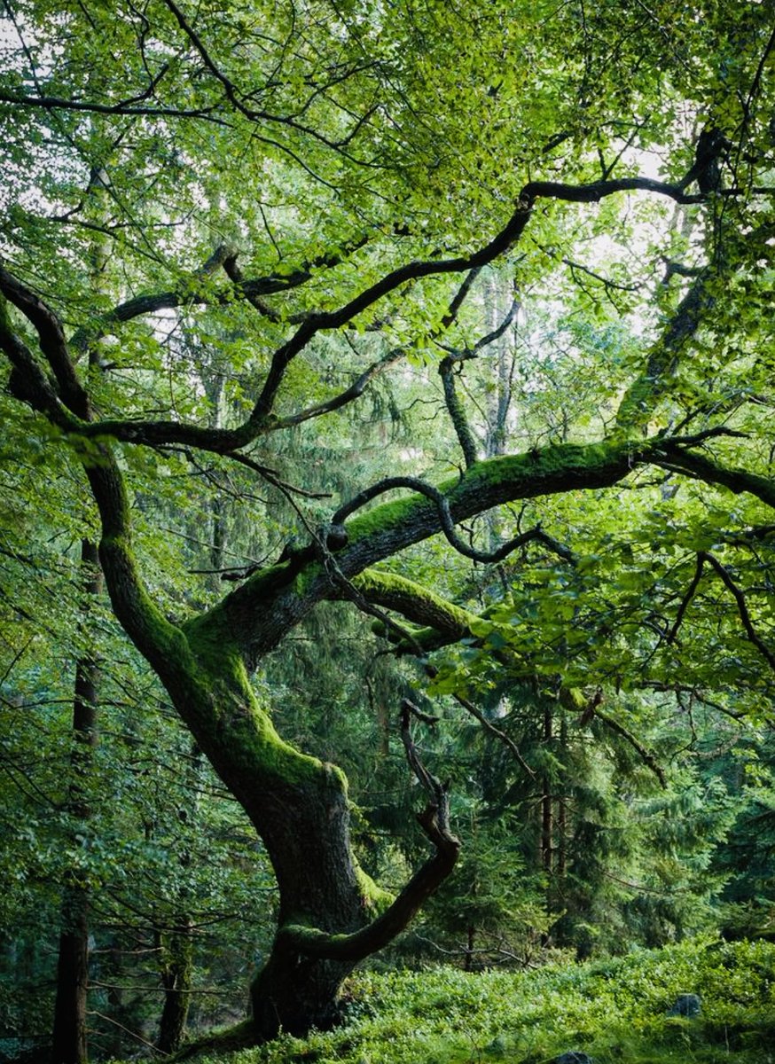 Lovely evening to Y’all🍃