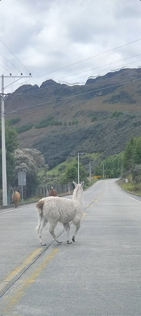 PachiCherrez's tweet photo. Lo que uno se encuentra al viajar a #Guayaquil o #Cuenca por la vía del #Cajas. Por eso la importancia de mantener la vía en buenas condiciones para no perderse de estos hermosos paisajes @Sanchezmendieta @juanvanegasv @Juanpapro @LuisTorresQ @AustroSur1 @tomebamba https://t.co/642qI81ygk