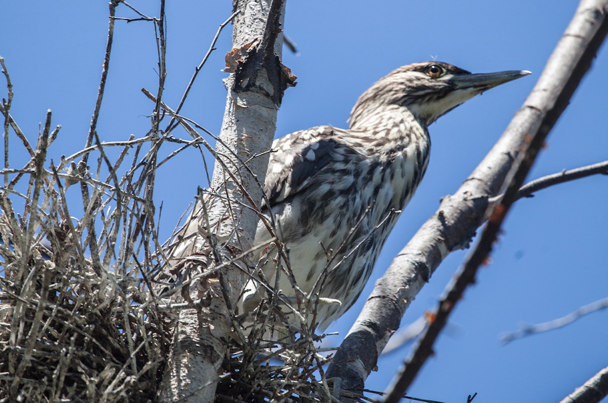 Lincoln Park Zoo on Twitter "Follow along with the Field Log penned by
