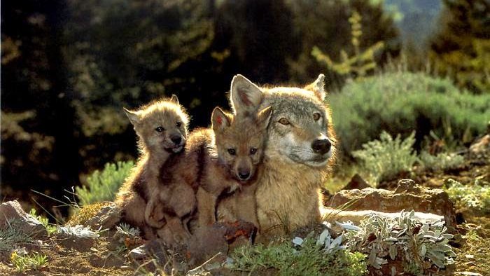 Idaho, Montana, and Wyoming, stop this vile persecution of wolves you call predatory management.     Your cattle are roaming freely in public land which was wolves' territory, they are ungulate like elks. In Idaho, wolf killed 0.00006 % of livestock. Why do you hate them so?
