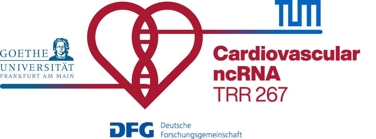 🥳😀We are very happy that our collaborative research center on 'Cardiovascular noncoding RNAs' @trr267 is extended for the next 4 years! Many thanks to @dfg_public for allowing us to continue exploring the RNA world with our great team @goetheuni @LMU_Uni @MHH_life @mpi_hlr